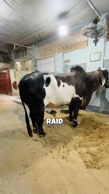 @Raid by Karachi Mandi Scnz