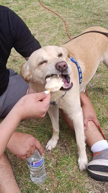 @Doggy Cream