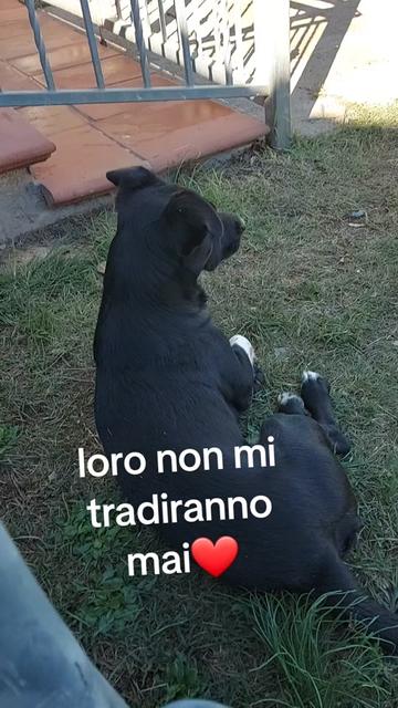@franco senato