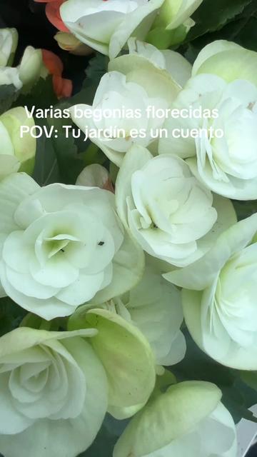 @Maria succulents 🕊️🐚