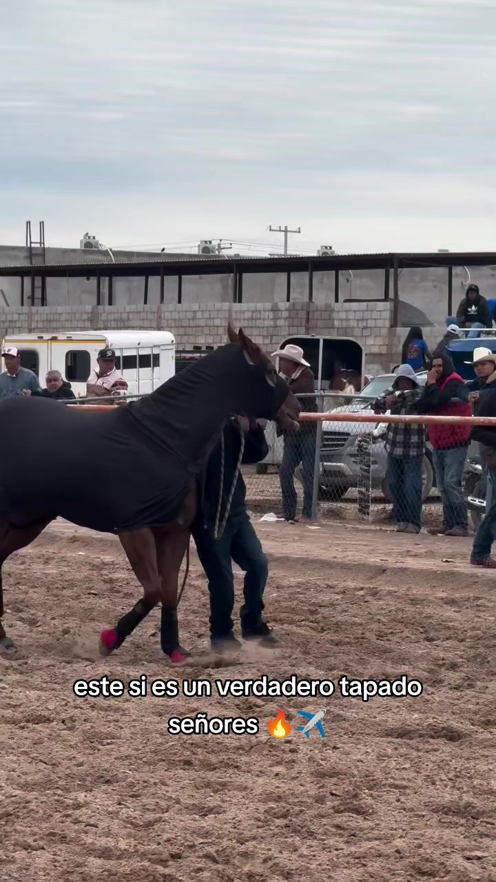 @carriles altos de jalisco🐎