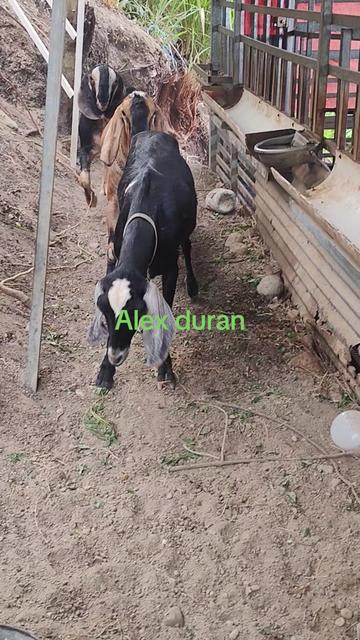 @alexduran7558