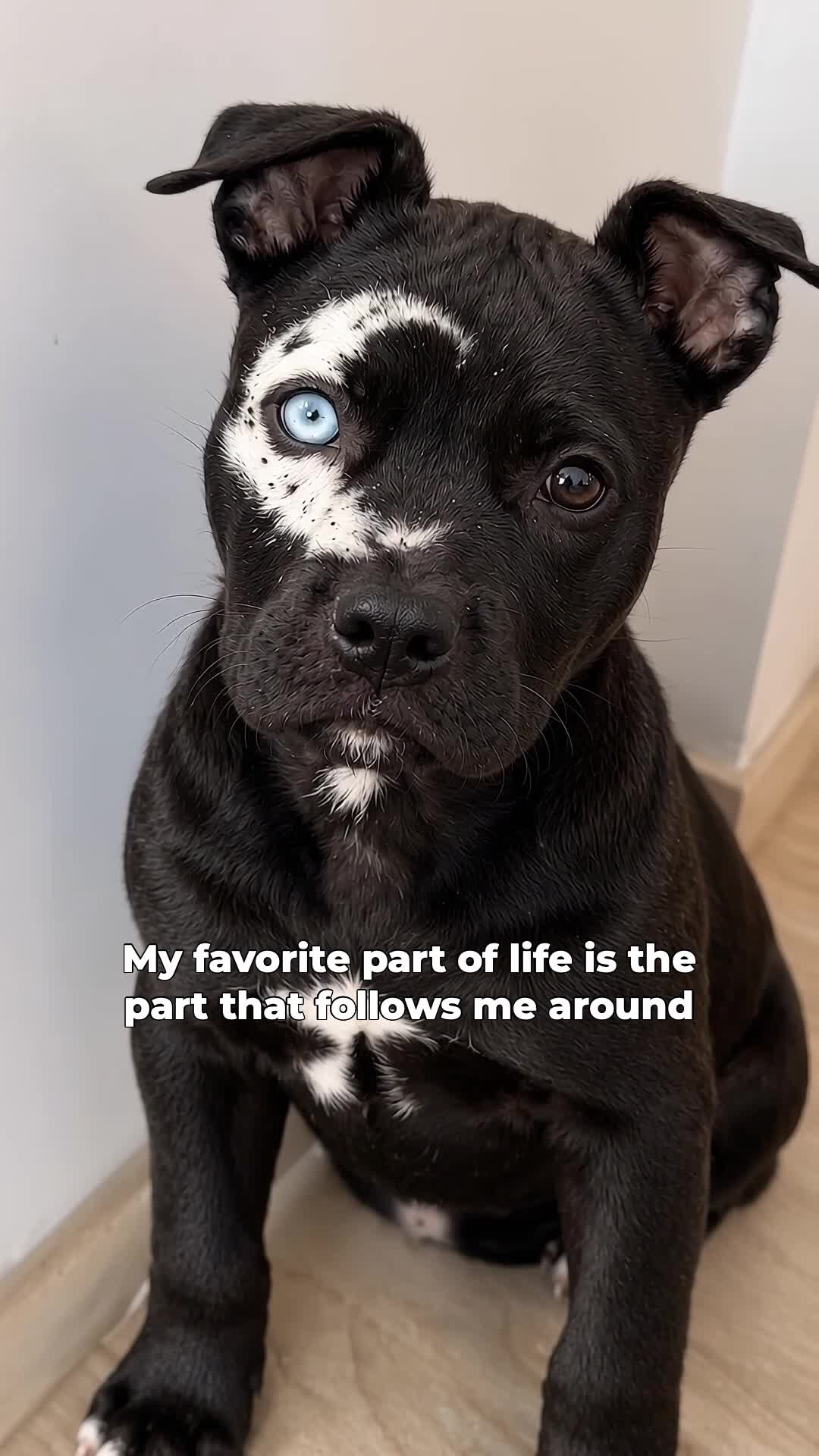 @moonfetches