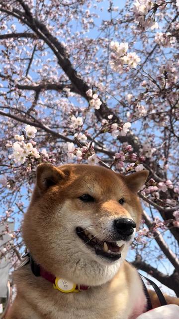 @틱톡하는시바🐕