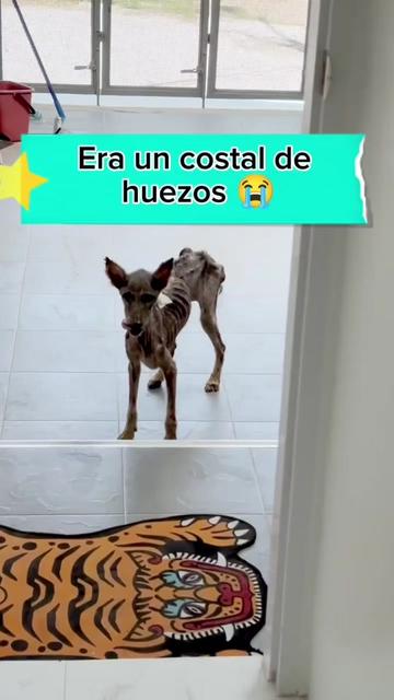@Charlotte🐕🦺🐈🐕🦬🐐🐎🐄🐒