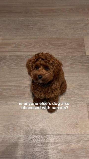 @Lilo The Cockapoo