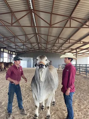 @Moreno Ranches