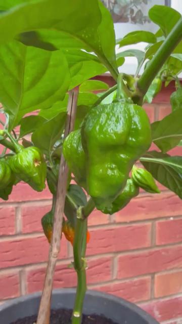 @shammi Begum