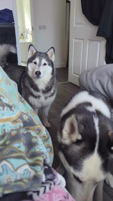 @Freya & Kuma