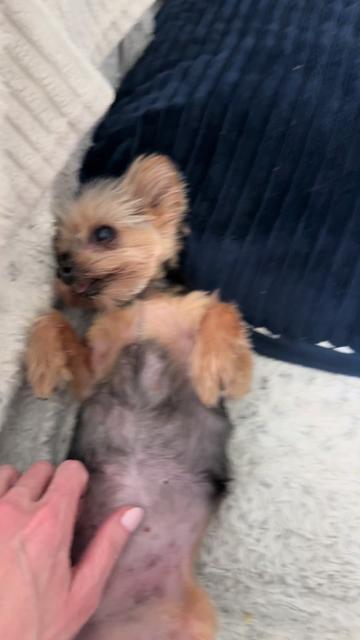 @My_4_Yorkies