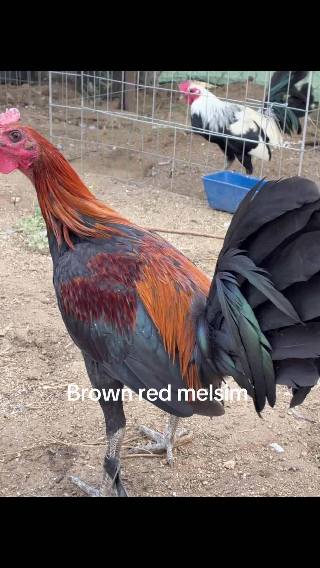 @A.MENDOZA.FARM.USA 74HWY