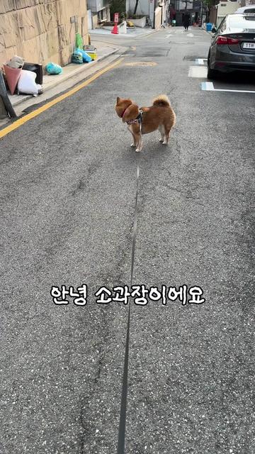 @틱톡하는시바🐕