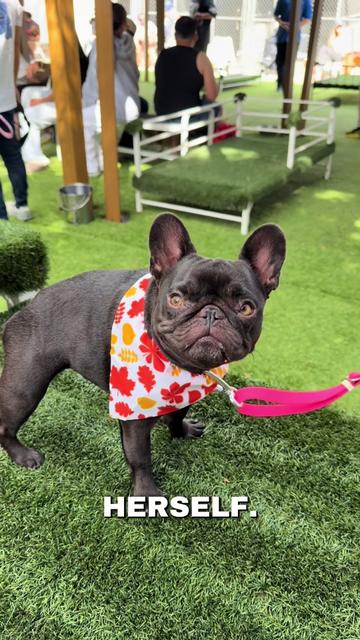 @Mabel the Frenchie
