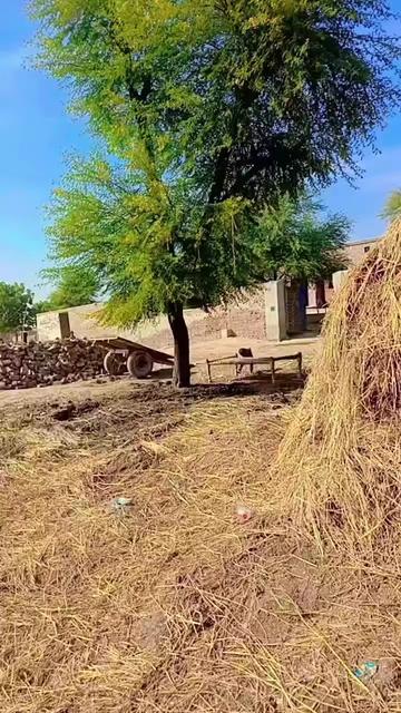 @SHANI GUJJAR