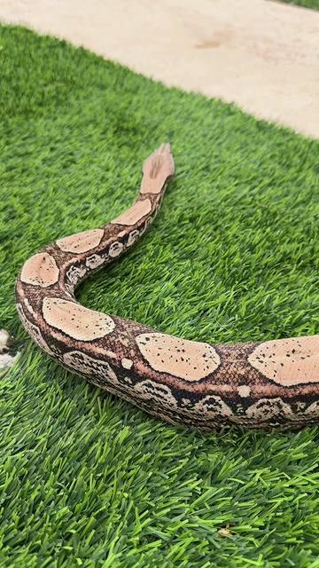 @Medusa Exotics