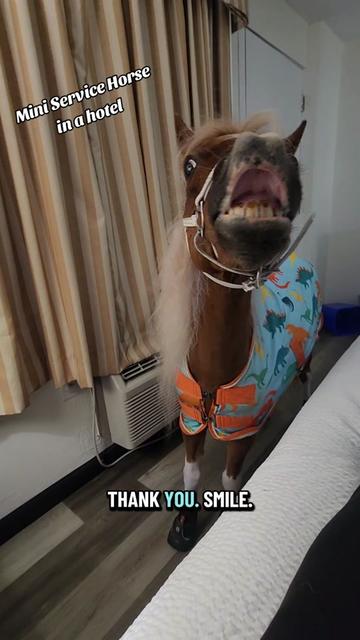 @minihorsemomandtrainer🐴🐴🐴🐴