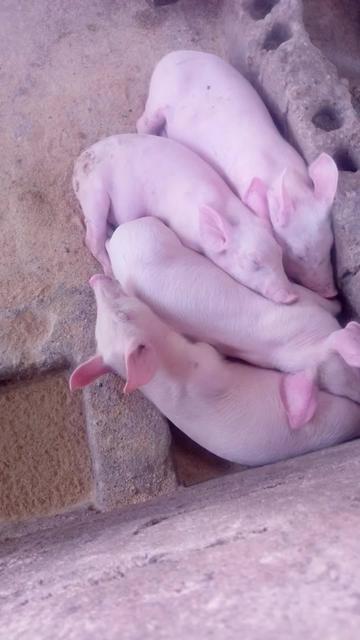 @GRANJAPORCINA RODRIGUEZLOBO 🐖
