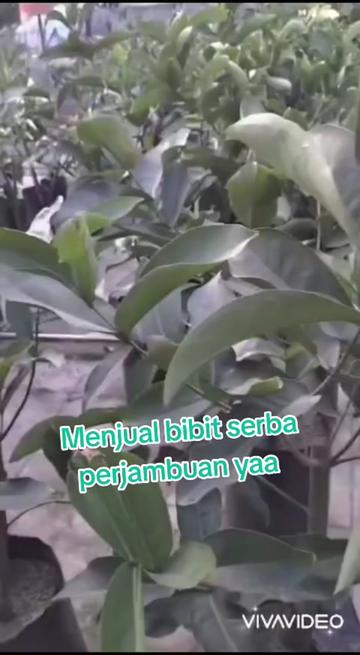 @Bibit khusus samarinda