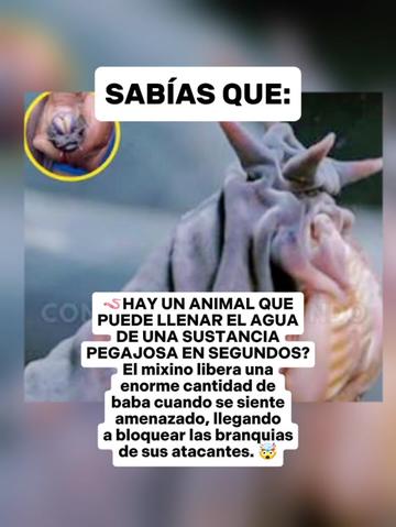 @CLUB DE ANIMALES