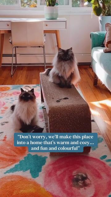 @My Cat Is People 🇨🇦