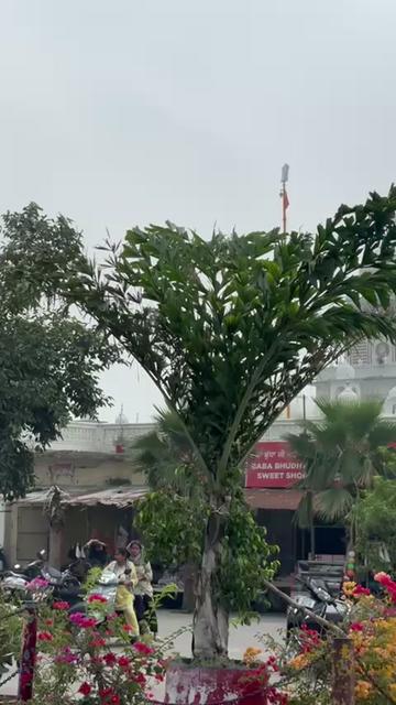 @pulpukhta_sahib