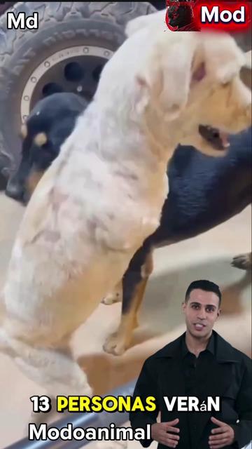 @Modoanimal