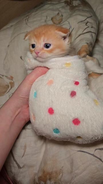 @Brittany's Beauties Kittens