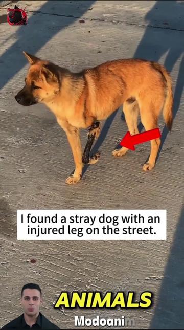 @Modoanimal