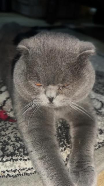 @BOBI🐈⬛