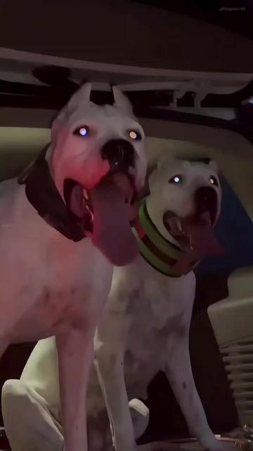 @The pet post