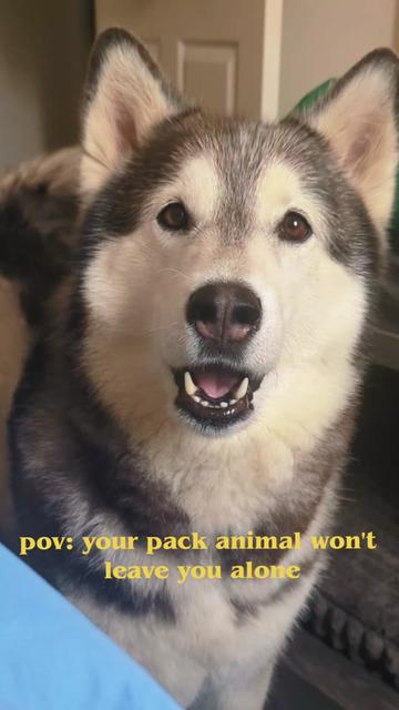 @Freya & Kuma