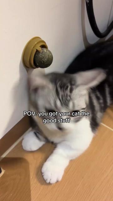 @Purrfect Oasis