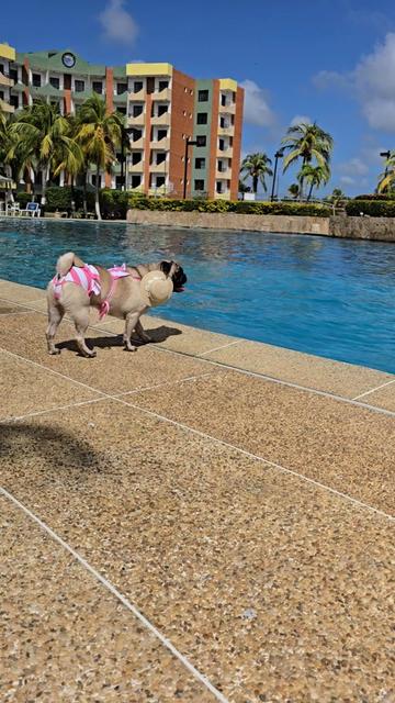@Lizzy&izzy.laspug🐶🌸