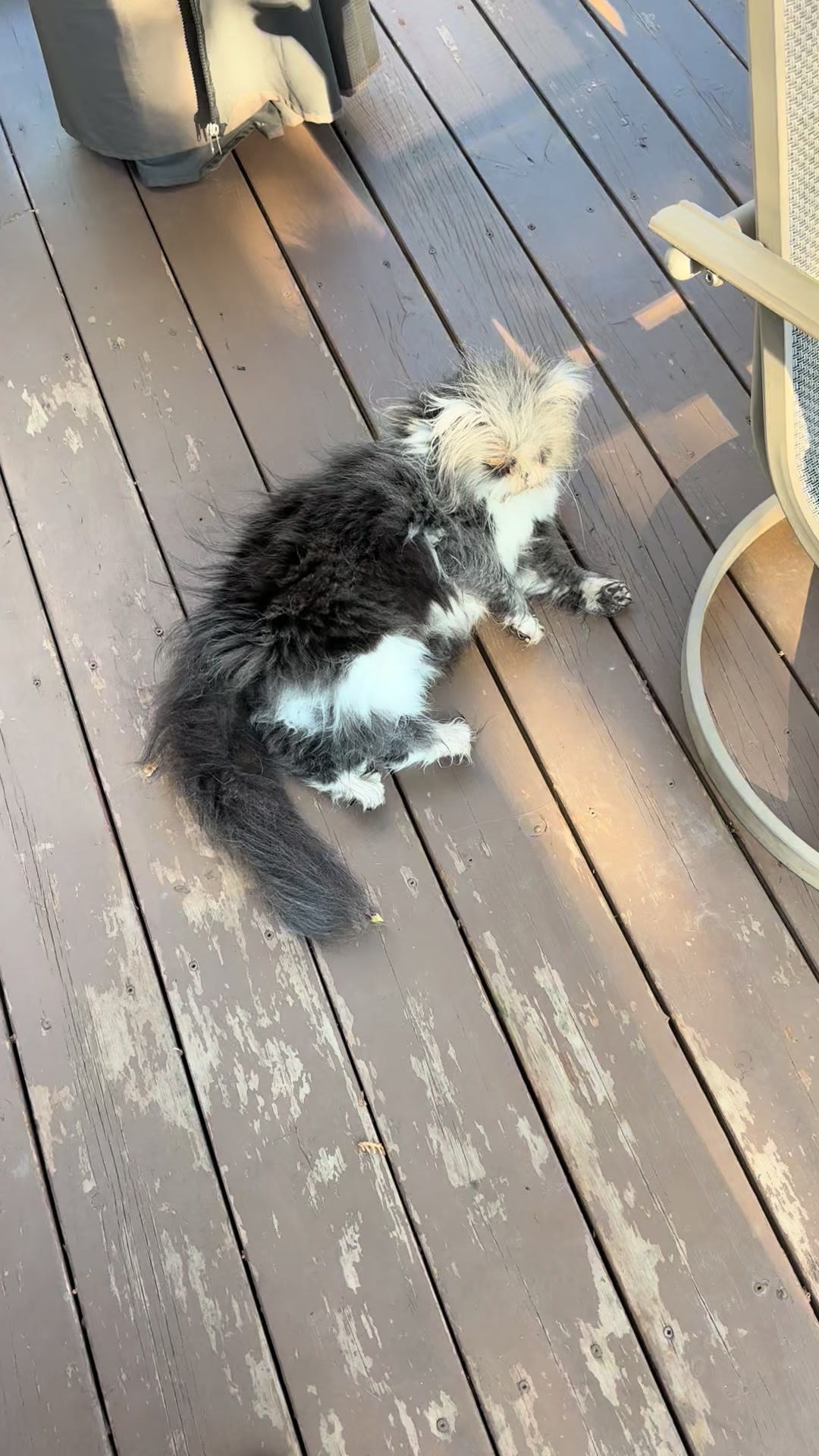 @atchoumthecat