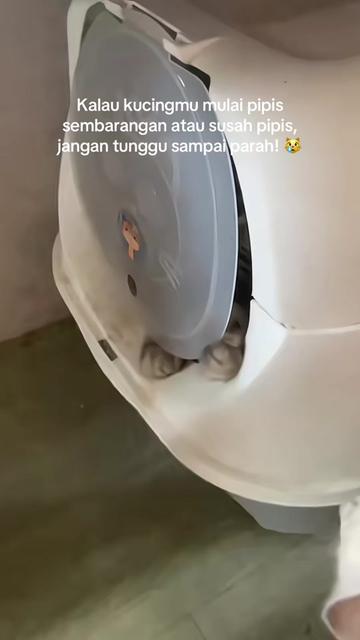 @Kucingmeongmeong