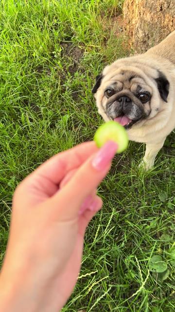 @Pug_bulka