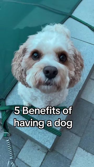 @My Cavachon