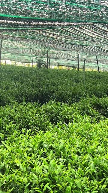 @N&ocirc;ng Trường olong Tằng Vĩnh An