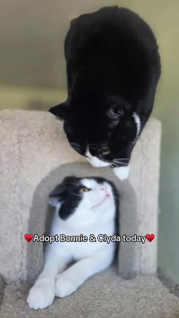 @BC SPCA