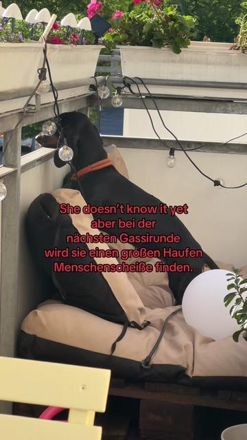 @SausagedogMaja