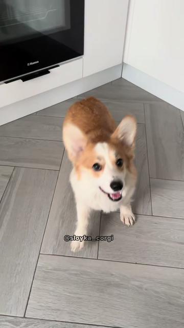@Слойка корги