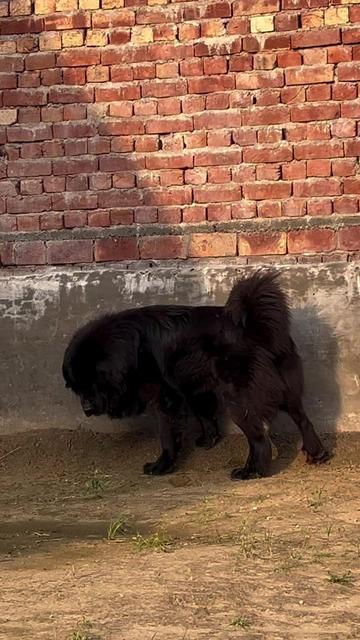 @Kashmiri_Bakrwal_Dog