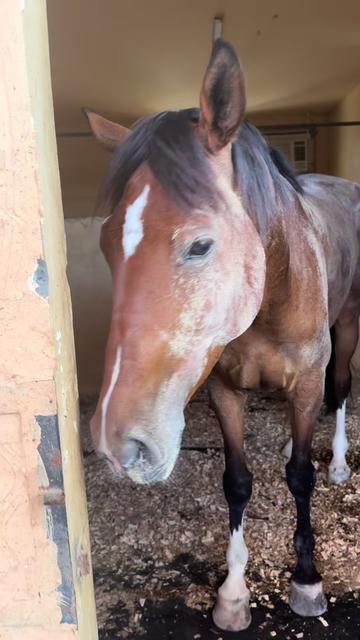 @Al Bosta Equestrian