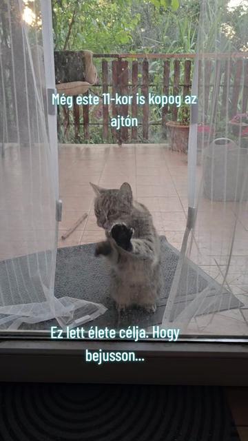 @Aktívan kutyával