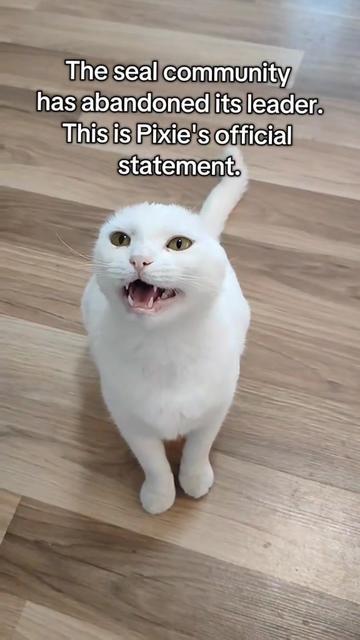 @Fluffy and Pixie
