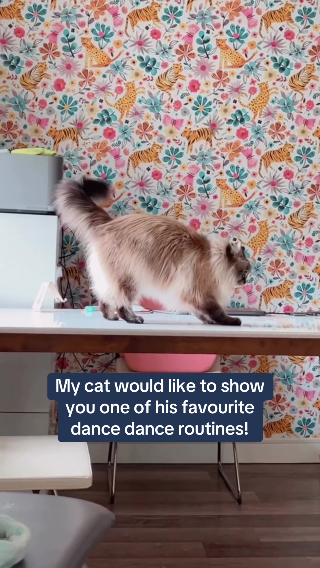 @My Cat Is People 🇨🇦