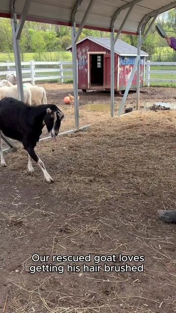 @The Gentle Barn | Sanctuary