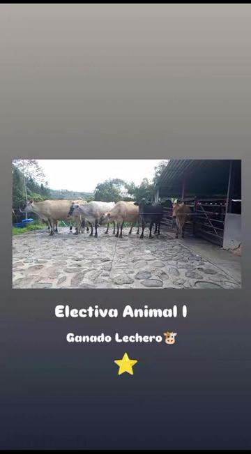 @Willer Andres Villar