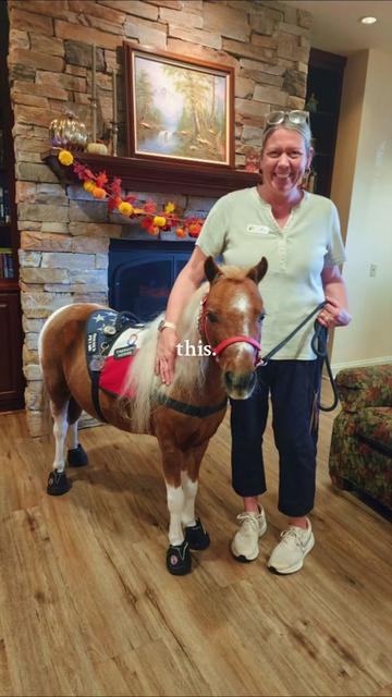 @minihorsemomandtrainer🐴🐴🐴🐴