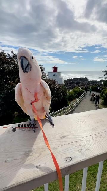 @Barney the West Coast Cockatoo
